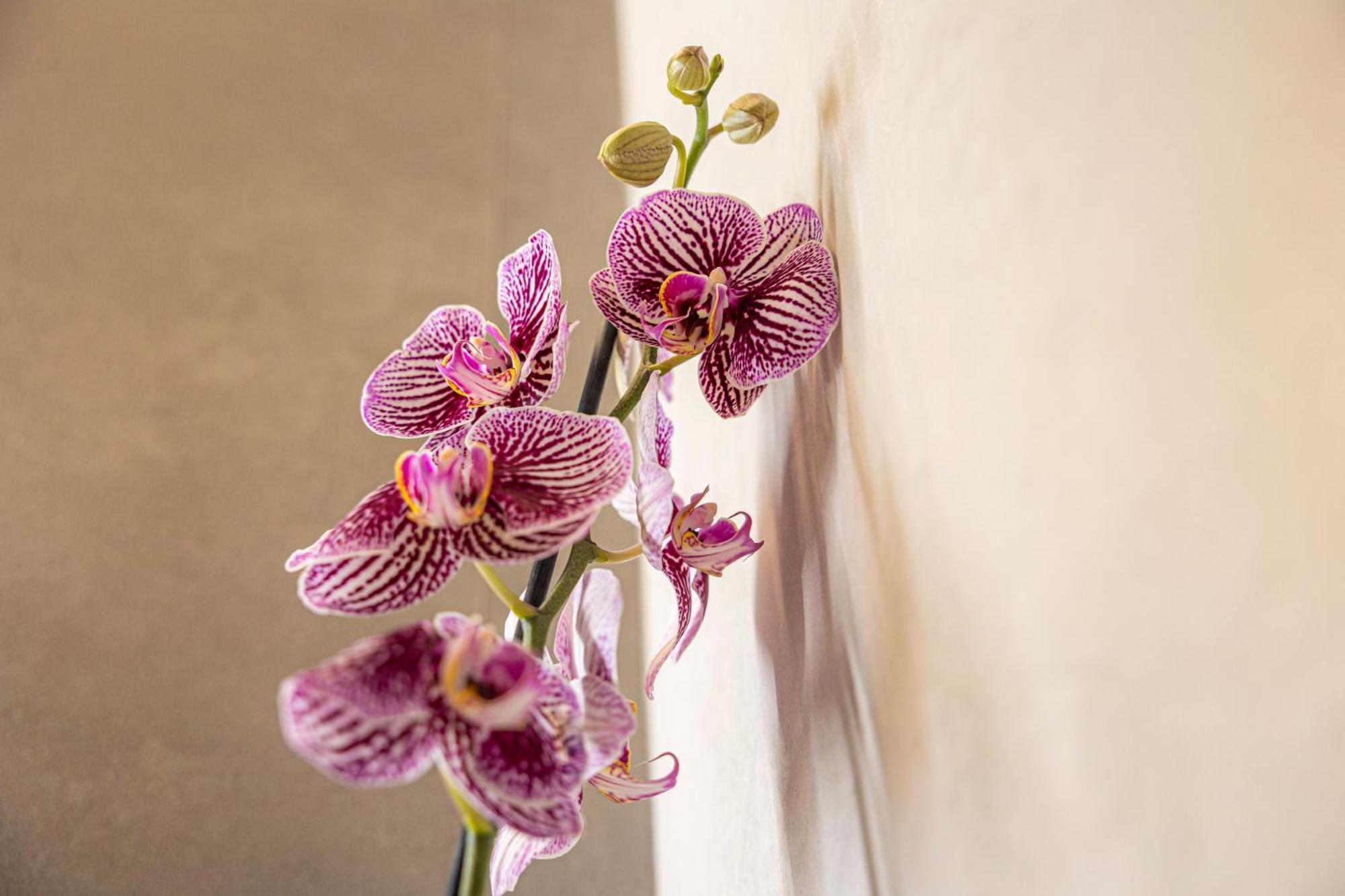 Orti Manara Design Apartments 베로나 외부 사진